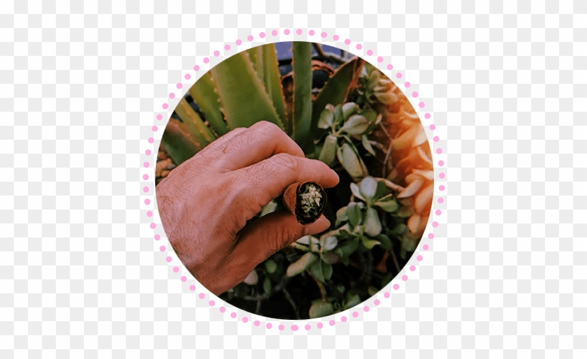 King Coheba - Toms Shoes Clipart