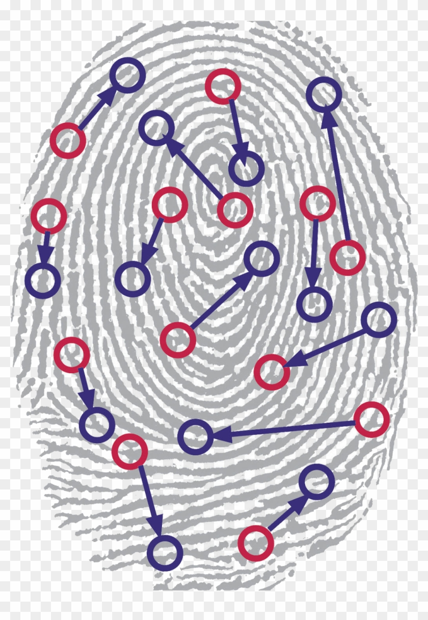 Identified Patterns In A Fingerprint - Fingerprint Clipart #1614495
