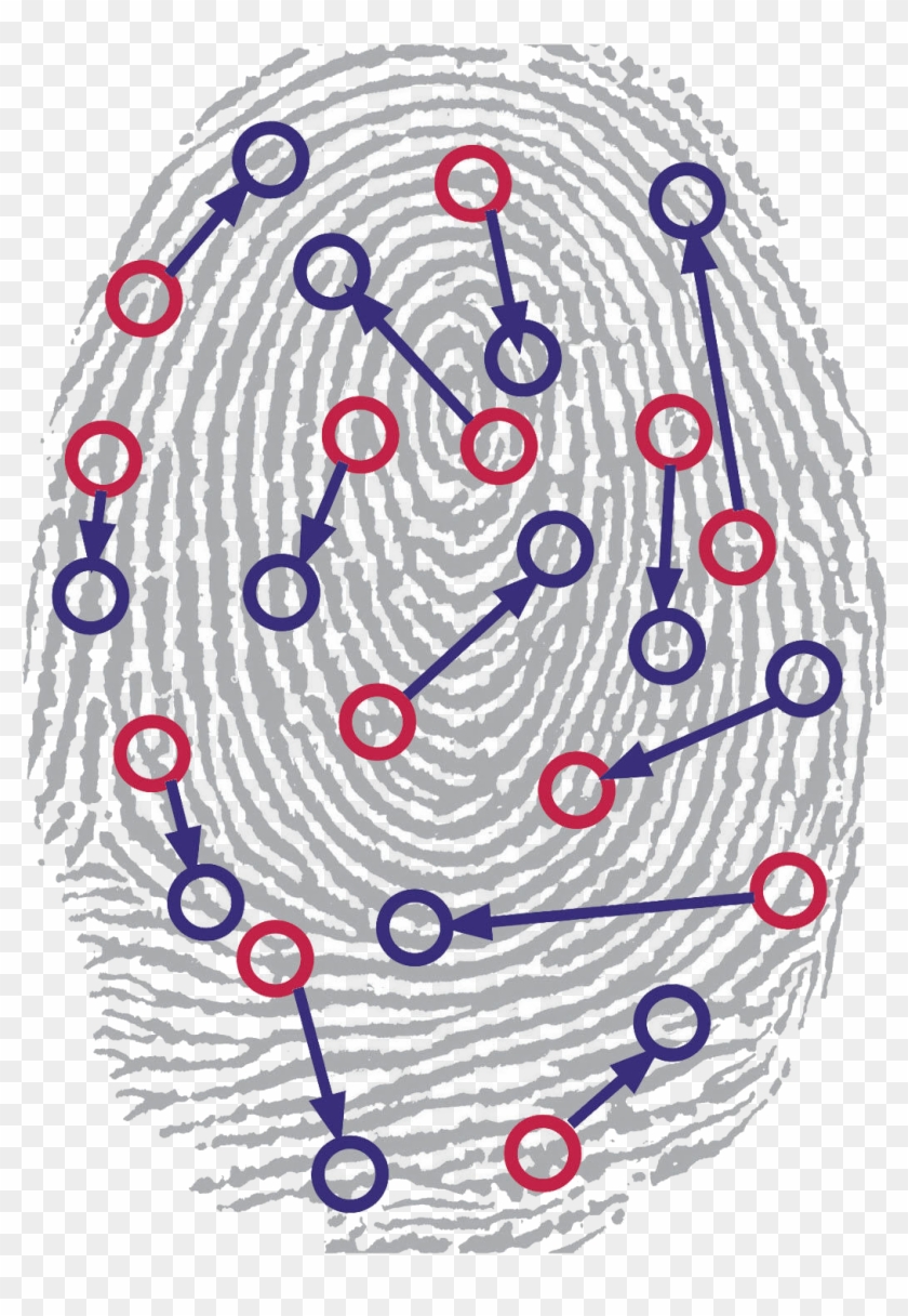 Identified Patterns In A Fingerprint - Fingerprint Clipart