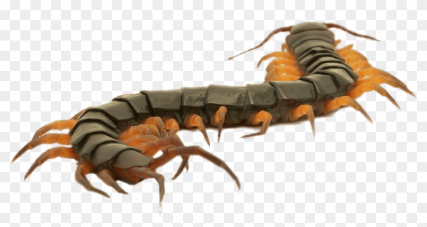 Close Up Of A Brown Centipede - Centipede Close Up Clipart