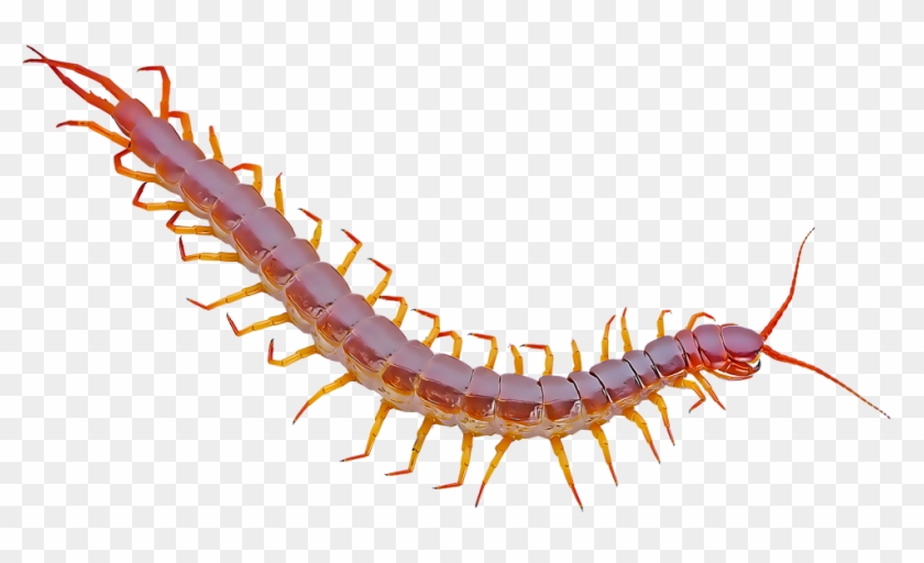 Centipedes - Desert Centipede Transparent Clipart #1615067