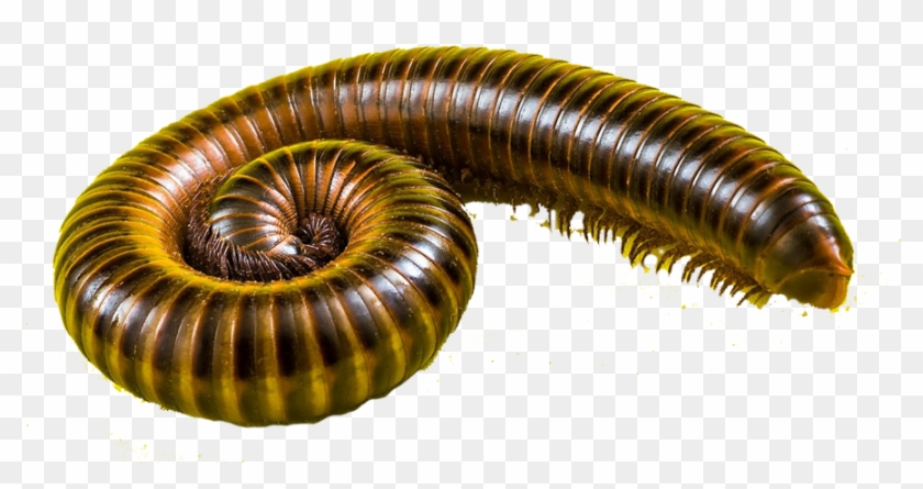 Centipeds & Millipedes - Millipedes Clipart (#1615851) - PikPng