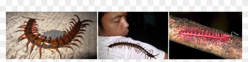 The Centipede Is Probably One Of The Most Disgusting - Centipede Clipart #1615877