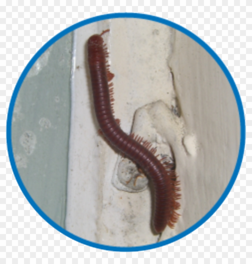 Millipedes Require High Moisture To Live - Centipede Clipart