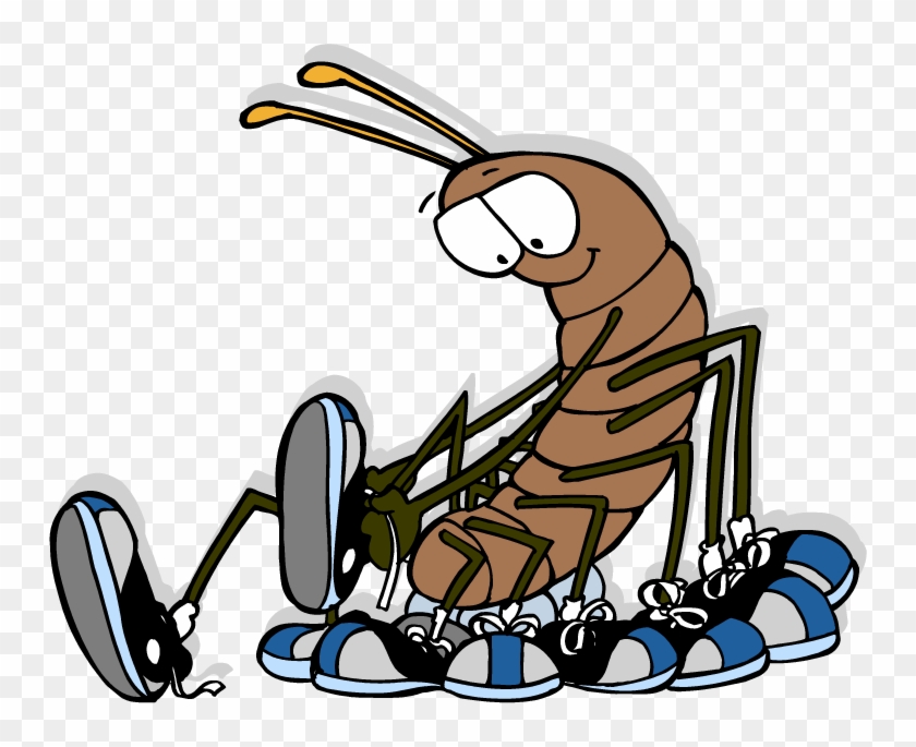 Centipede - House Centipede With Shoes Clipart #1616483