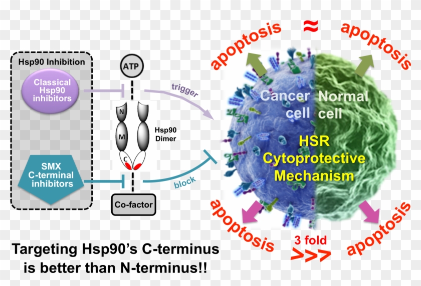 Cancer Vs Normal V10 - Hsp90 Inhibitors C Terminus Clipart #1618232
