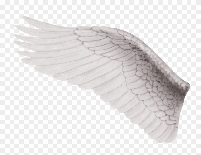 Ala De Angel Izquierda , Png Download Clipart