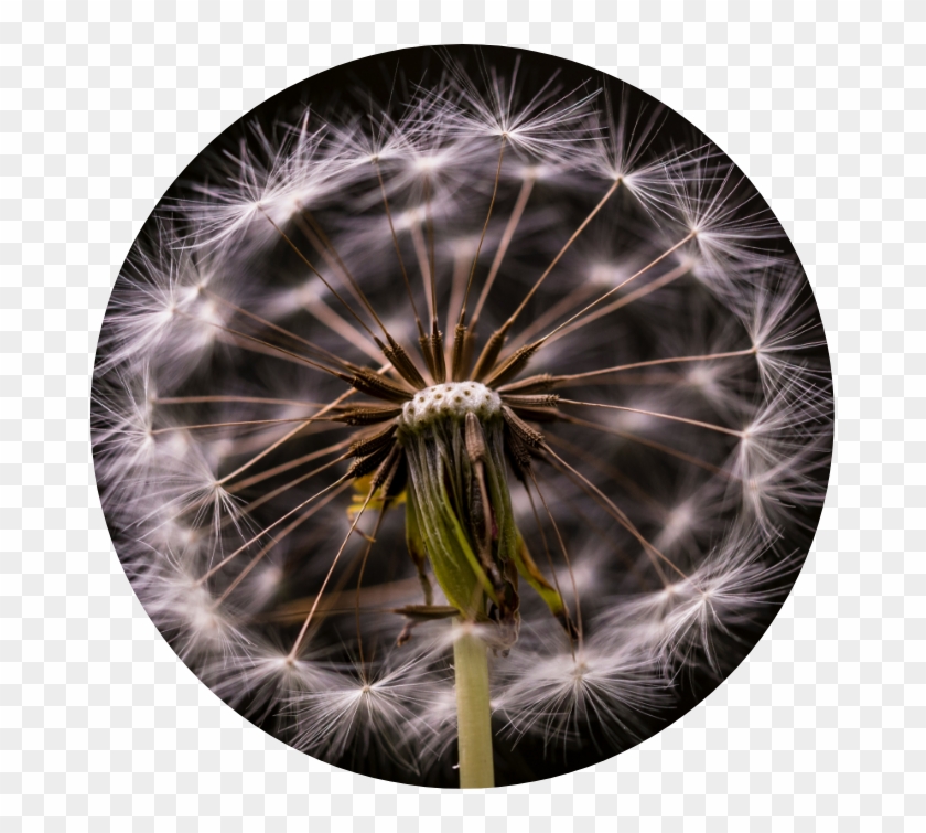 Wishing Flower Clipart