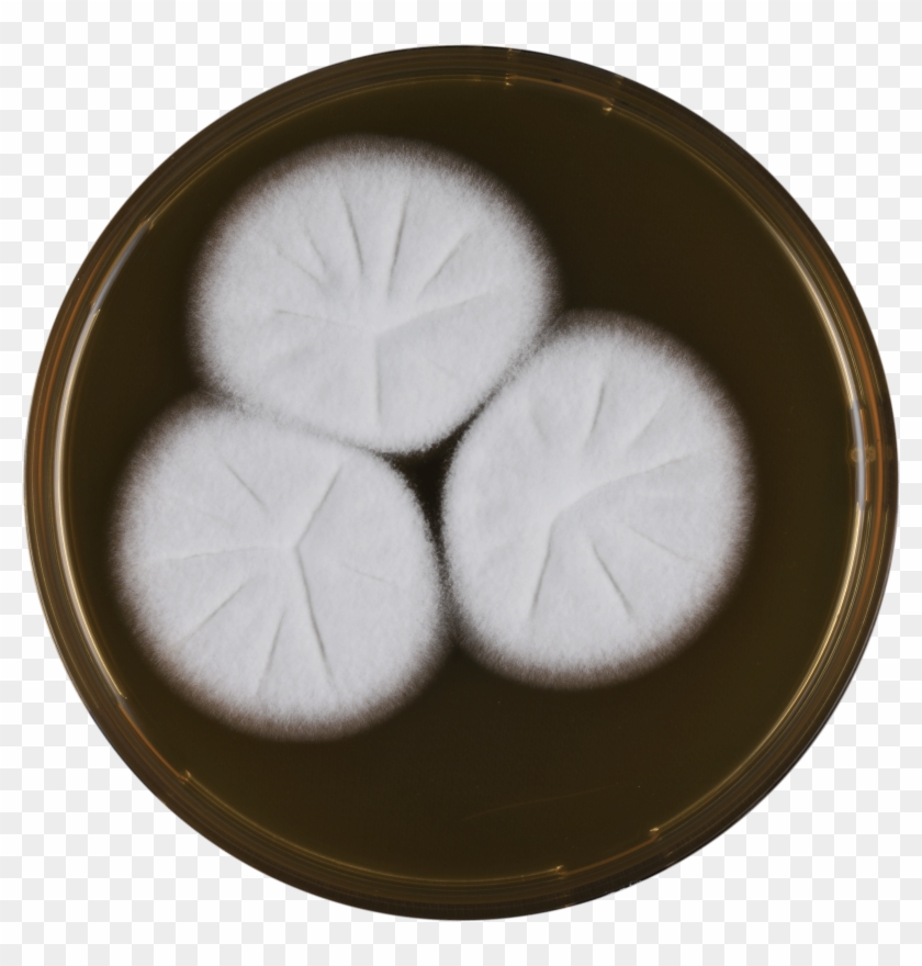 Aspergillus Assulatus Meaox - Dish Clipart #1623846