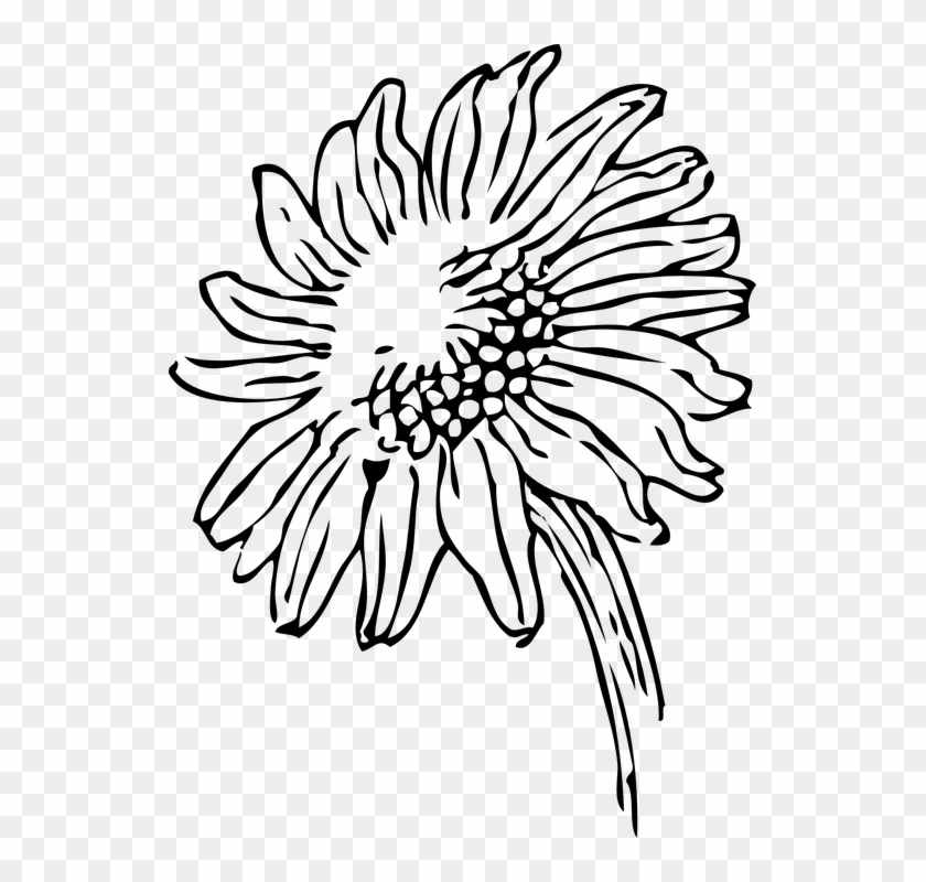 Elegant Wedding Cliparts 28, Buy Clip Art - Sunflower Black And White Clipart - Png Download #1624570