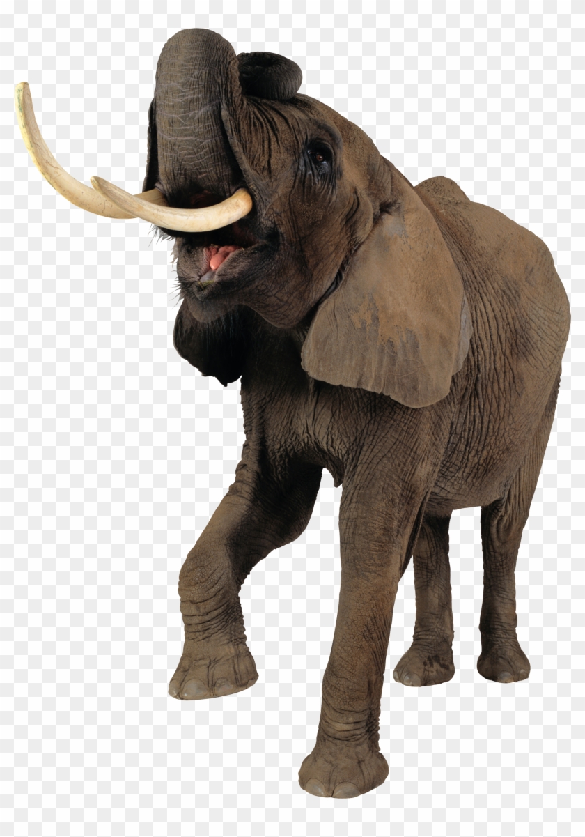 Elephant Png Clipart