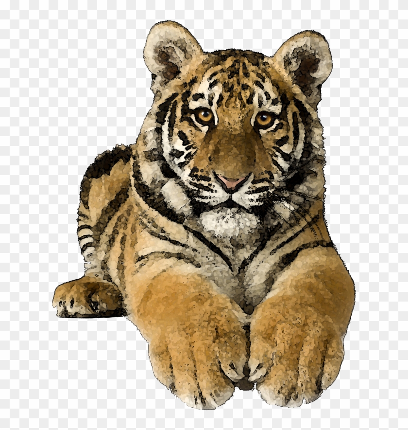 Tiger Clip Art Free Cliparting - Tigertransparent - Png Download #1625979
