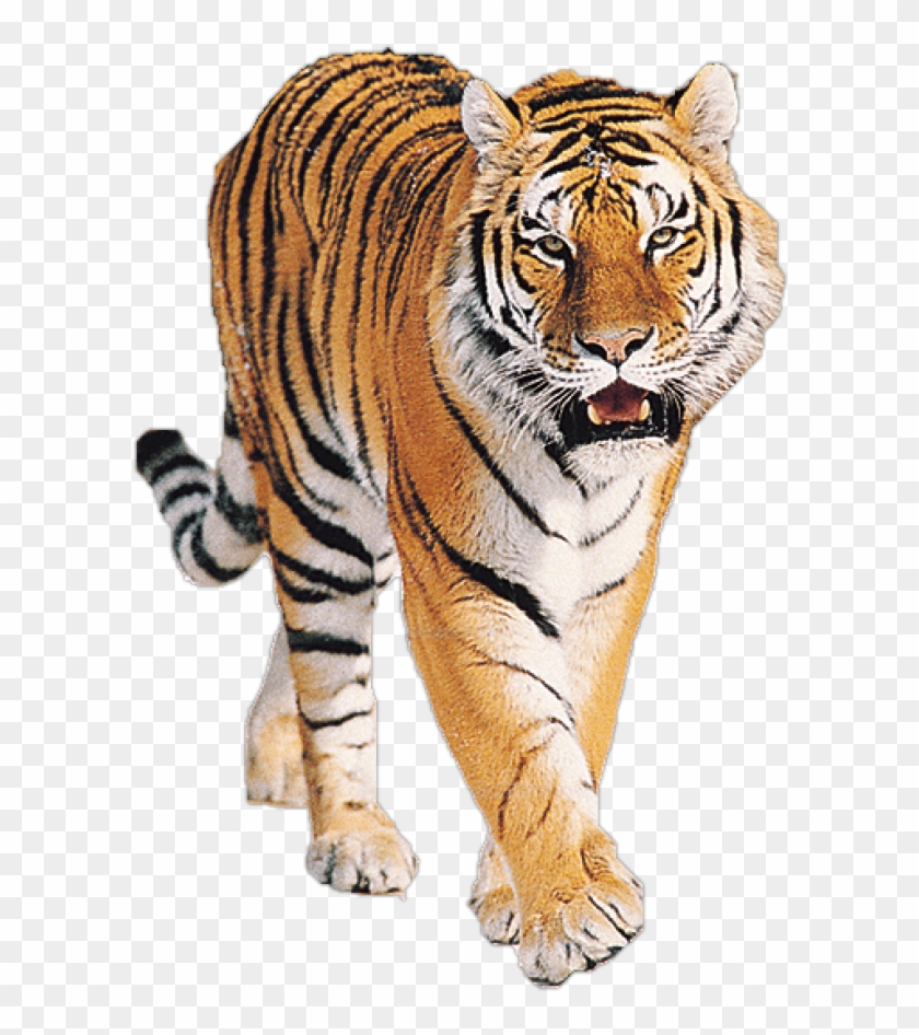 Tiger Png Free Download - Tiger Png Hd Clipart #1626151