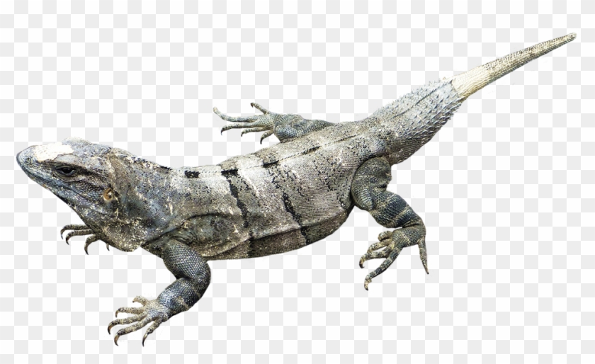 Amphibian Png Image - Jungle Animals No Background Clipart