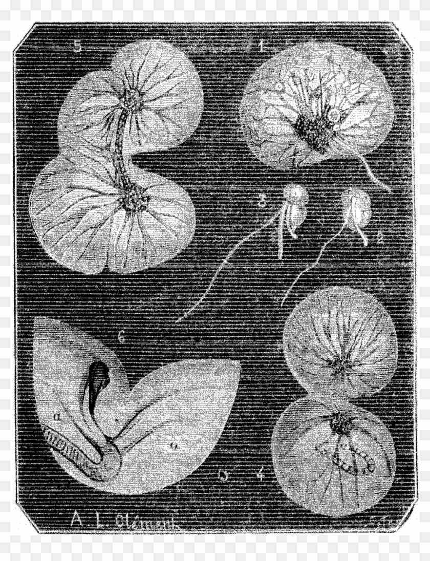 File - La Nature - 1879 - S1 - P377 Origines De La - Anthurium Clipart #1626282