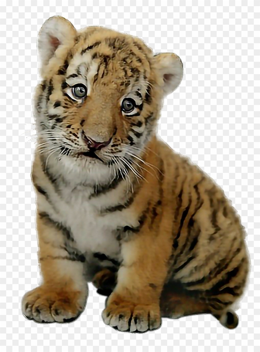 Picsart Baby Tiger Png , Png Download Clipart #1626323
