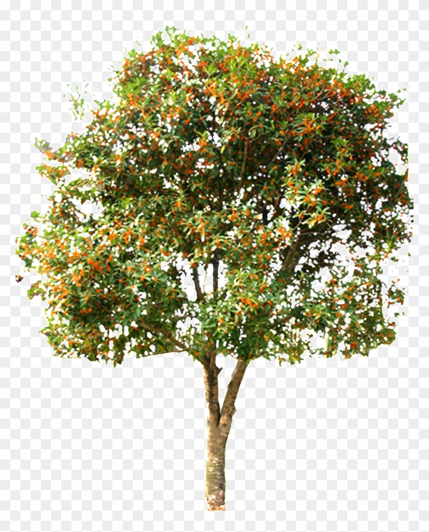 This Graphics Is Beautiful Hd Spring Tree Vector About - Mandarin Orange Clipart #1626361