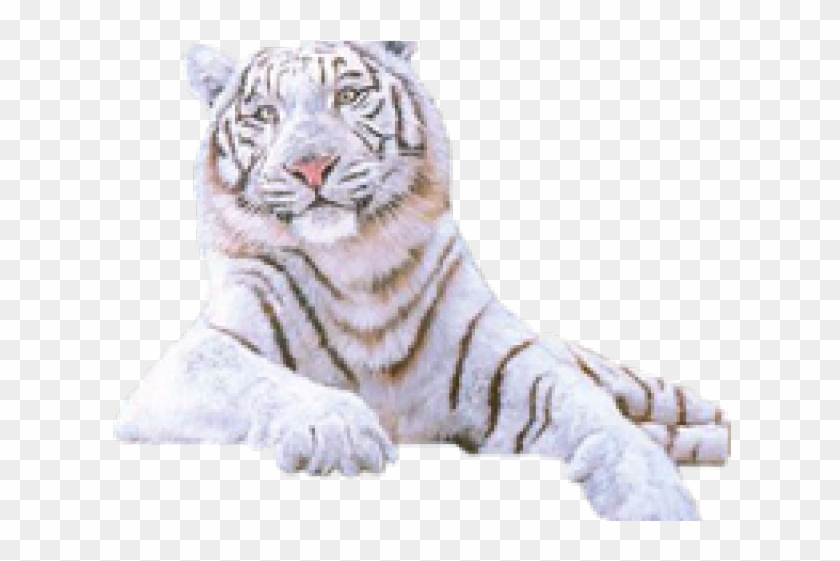 White Tiger Png Transparent Images - Tiger Clipart #1626397