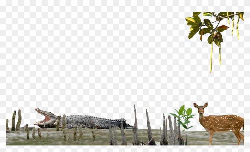 American Crocodile Clipart #1626606