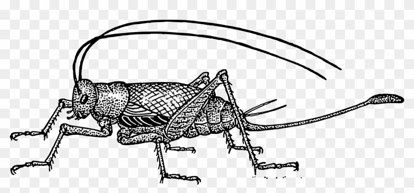 Clipart Black And White Download Big Image Png - Drawings Of A Cricket Transparent Png #1626637