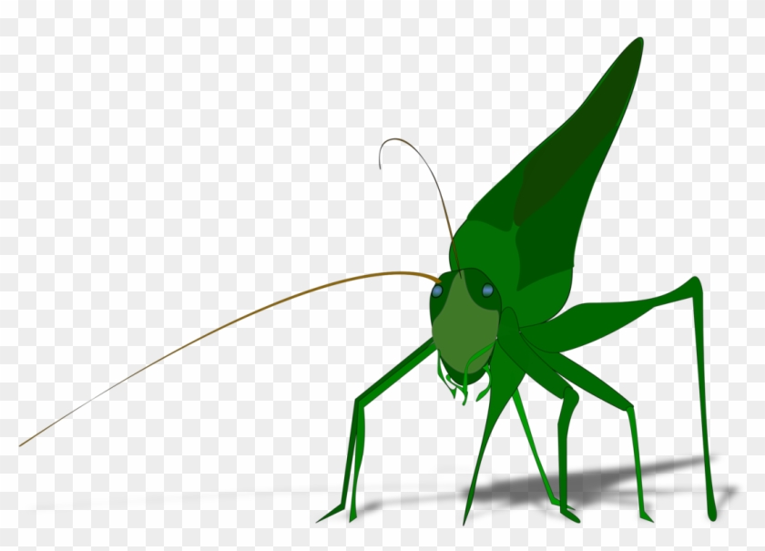 The Ant And The Grasshopper Drawing Cricket Download - Grasshopper Clipart - Png Download