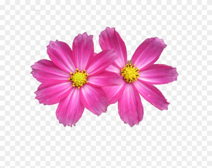 Flower Clipart