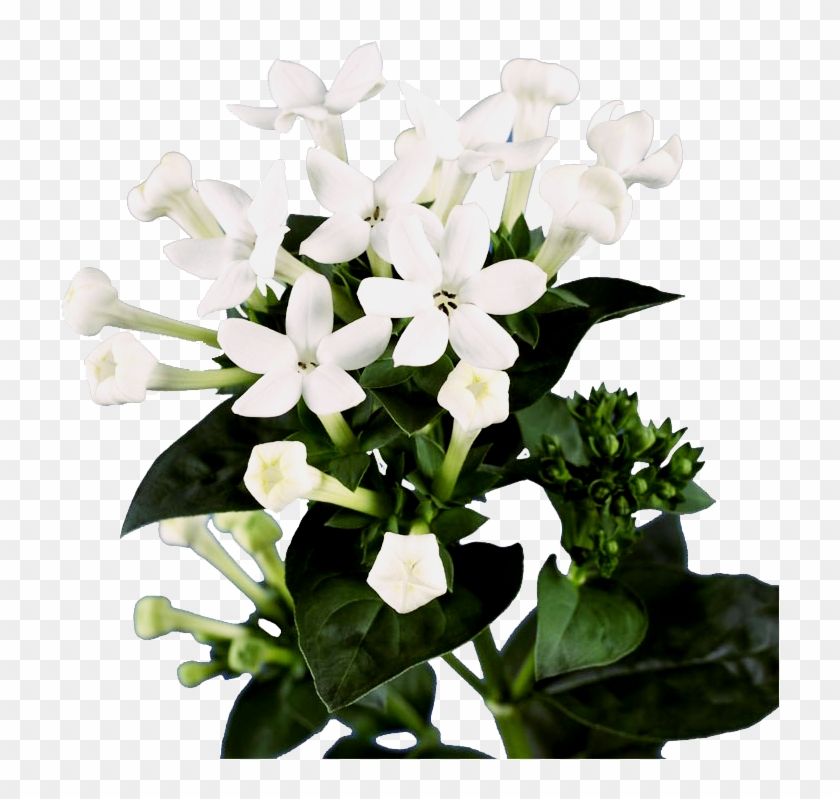 White Bouvardia Flower Clipart