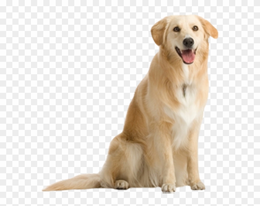 Dog Png For Designing - Real Dog Png Clipart #1627850