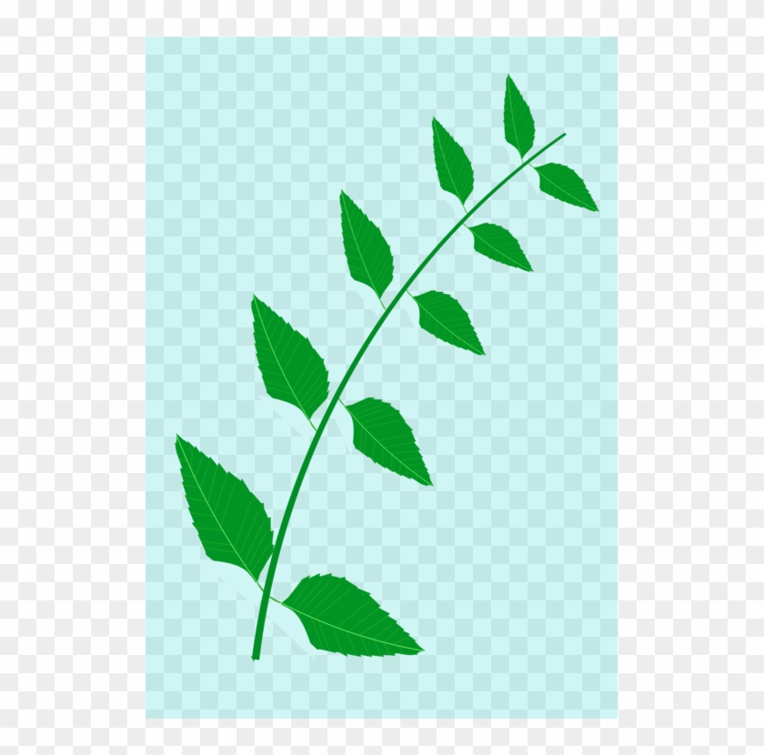 Neem Tree Leaf Drawing Medicinal Plants - Neem Tree Leaves Clip Art - Png Download #1629917
