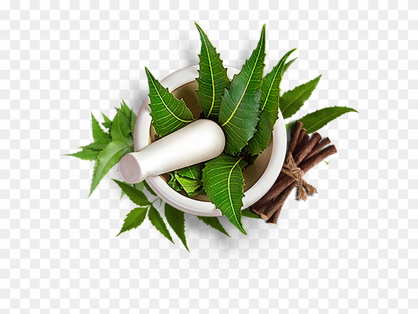 Neem - Ayurvedic Neem Png Clipart
