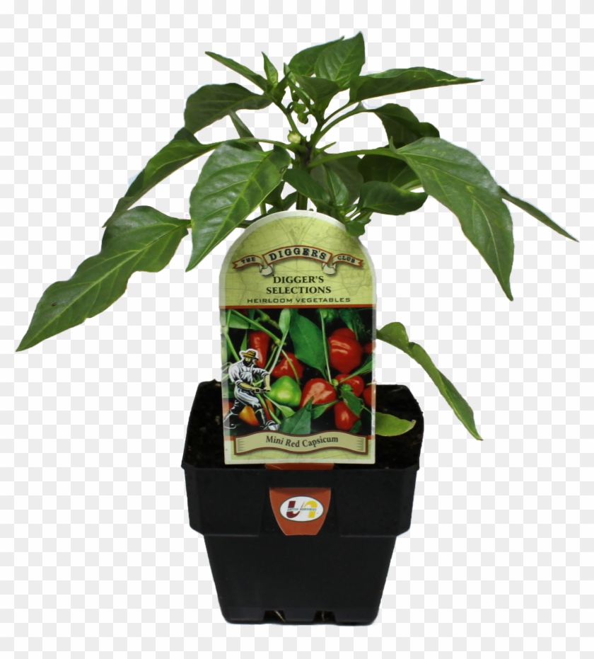 Latest News - Houseplant Clipart