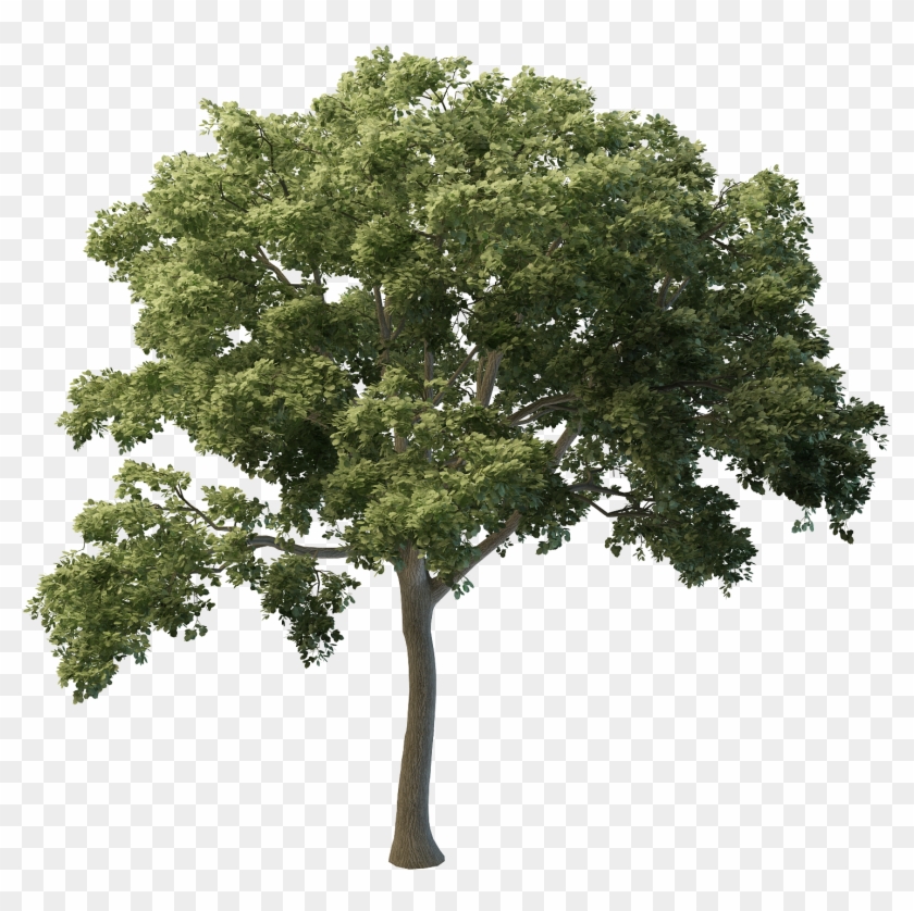 Fraxinus Tree Png Clipart