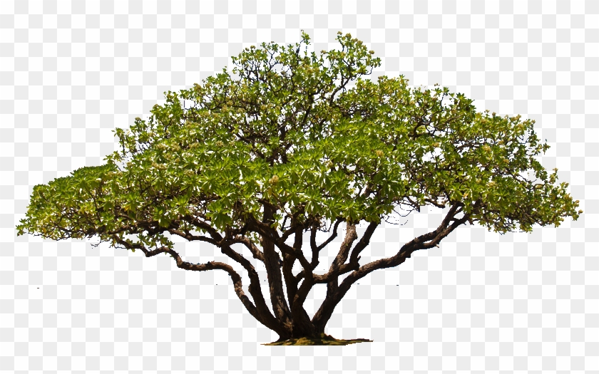 Tree Png Png Cutout Tree Png - Portable Network Graphics Clipart