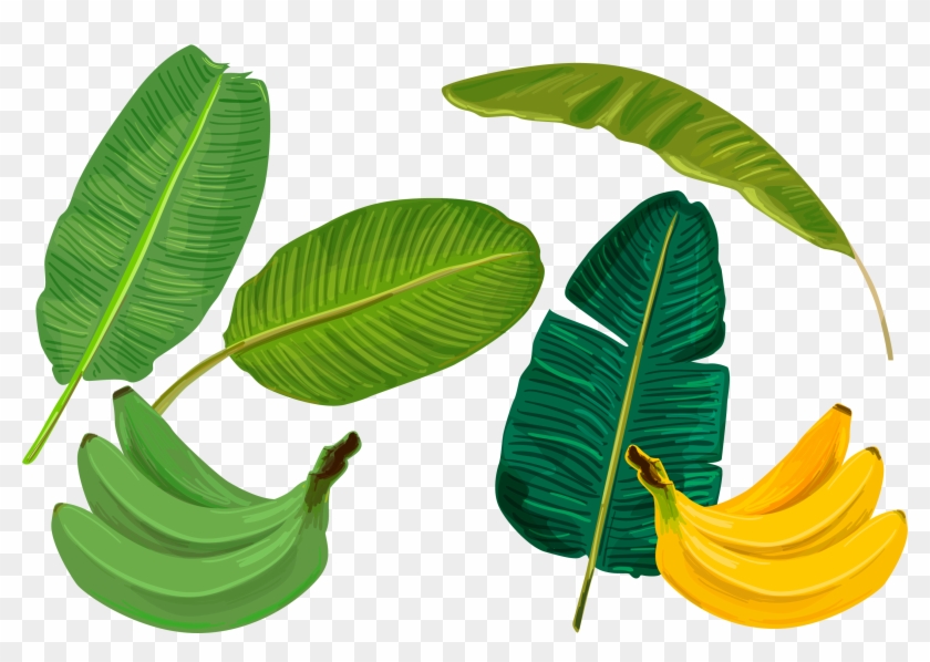 Banana Leaf Sadhya Transprent Png Free Download - Vector Banana Leaf Illustration Clipart