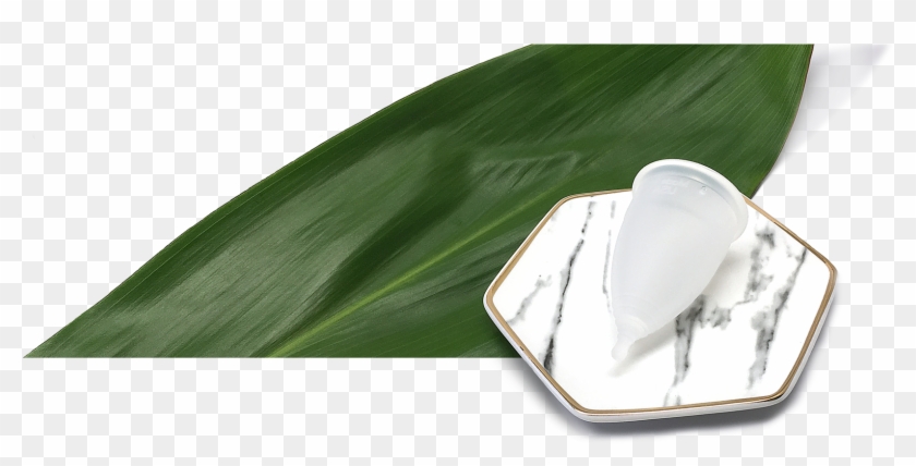 Cup And Leaf Flattened - Still Life Photography Clipart #1633306