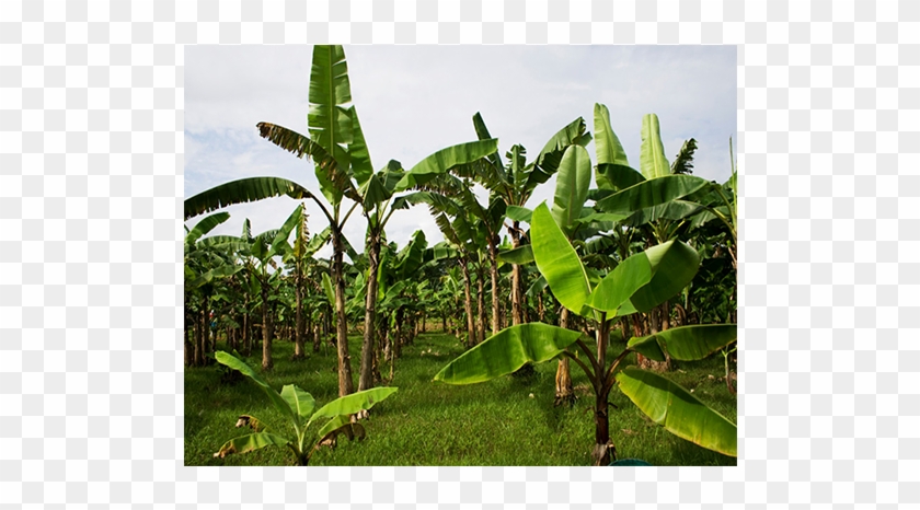 Field Service - Plantation Clipart