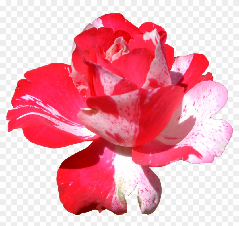 Free Clip Art Real Flowers - Frida Kahlo Wallpaper Iphone - Png Download