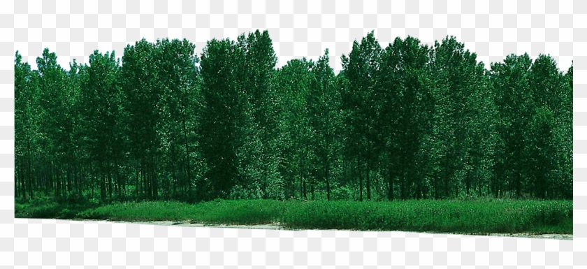 Forest Free Download Png - Psd File Clipart