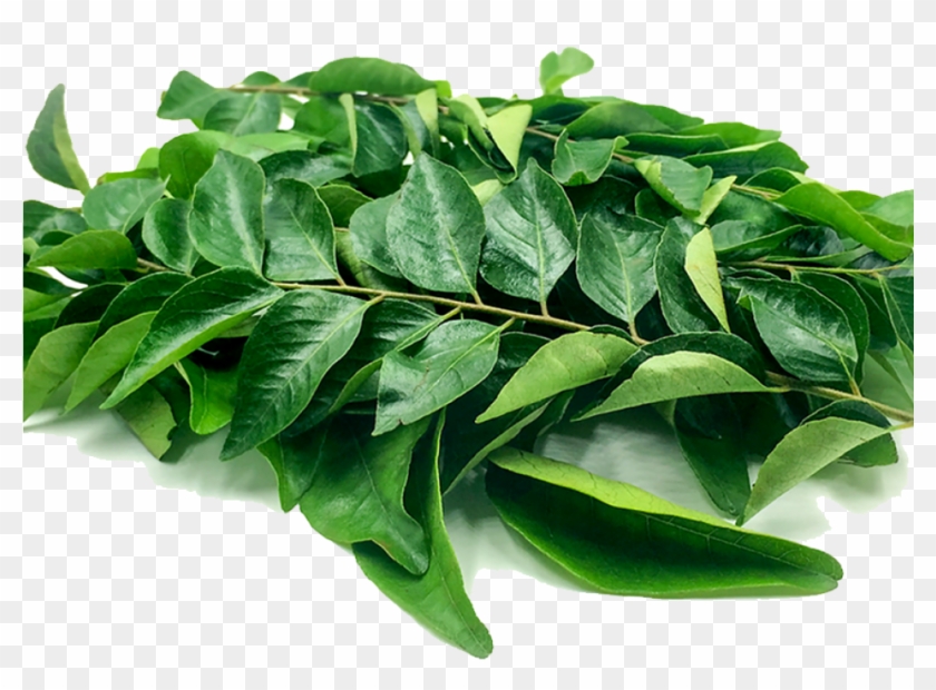 Curry Leaf - Transparent Curry Leaves Png Clipart