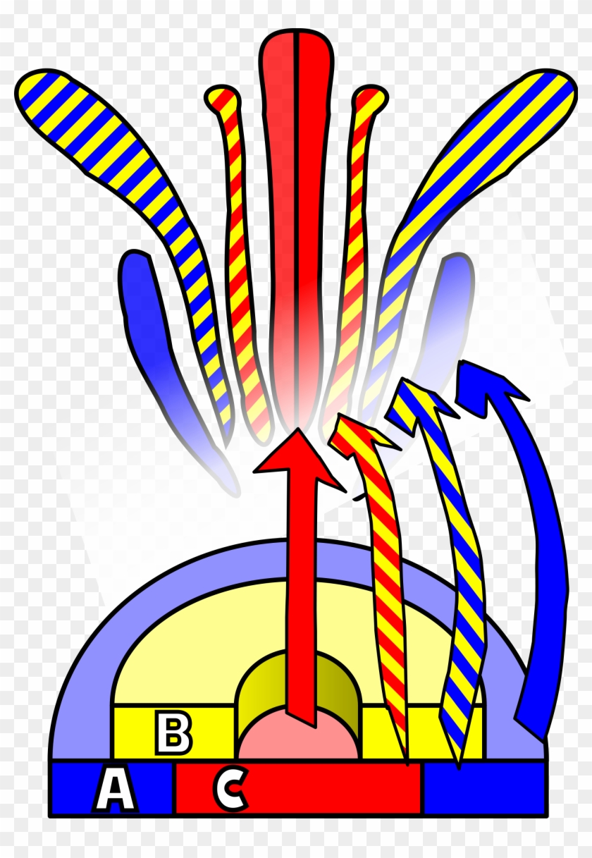 Shop And Stop Wedding Flowers - Abc Model Of Flower Development Clipart #1635931