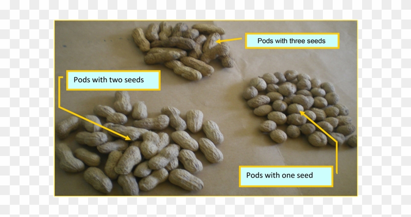 Different Groundnut Pods Used During The Experiments - Peanut Clipart #1635983