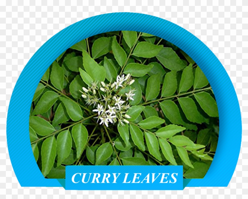 That Are Of Global Standards And To Ensure That We - Curry Leaves Clipart #1636010