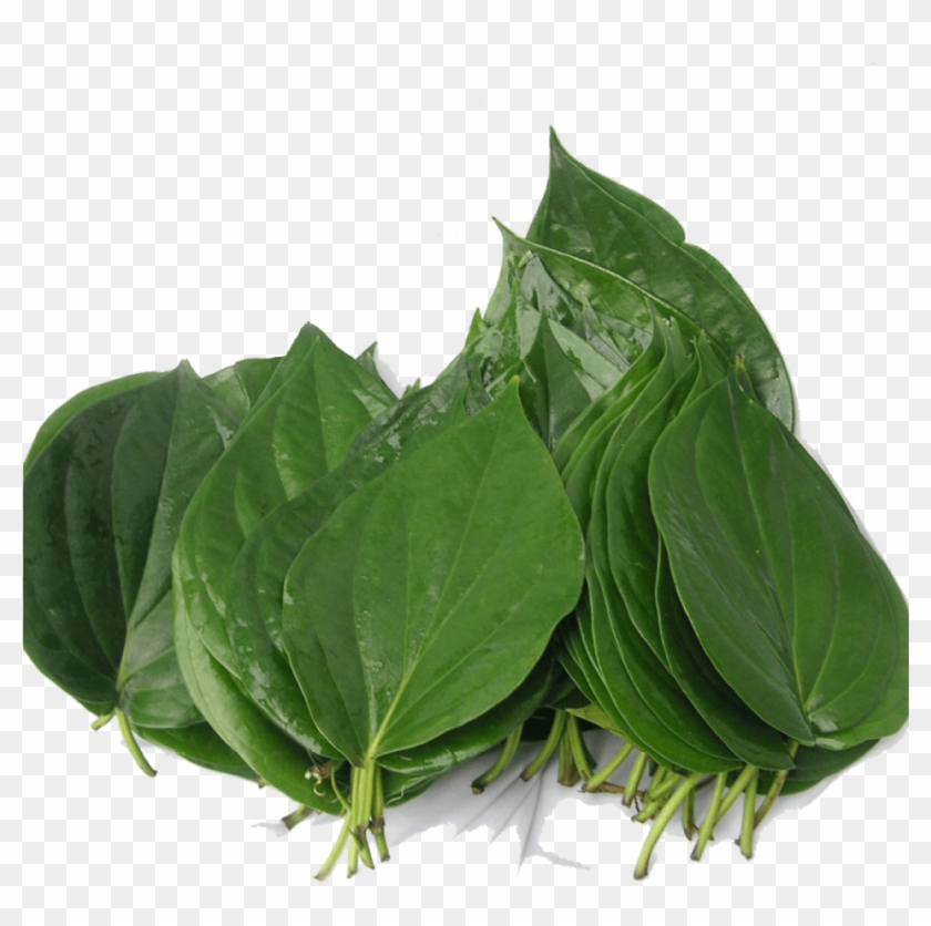 Organic Bitter Leaf - Bitter Leaf In Telugu Clipart