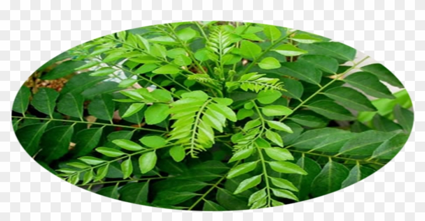 Curry Leaf Plant Clipart #1636290