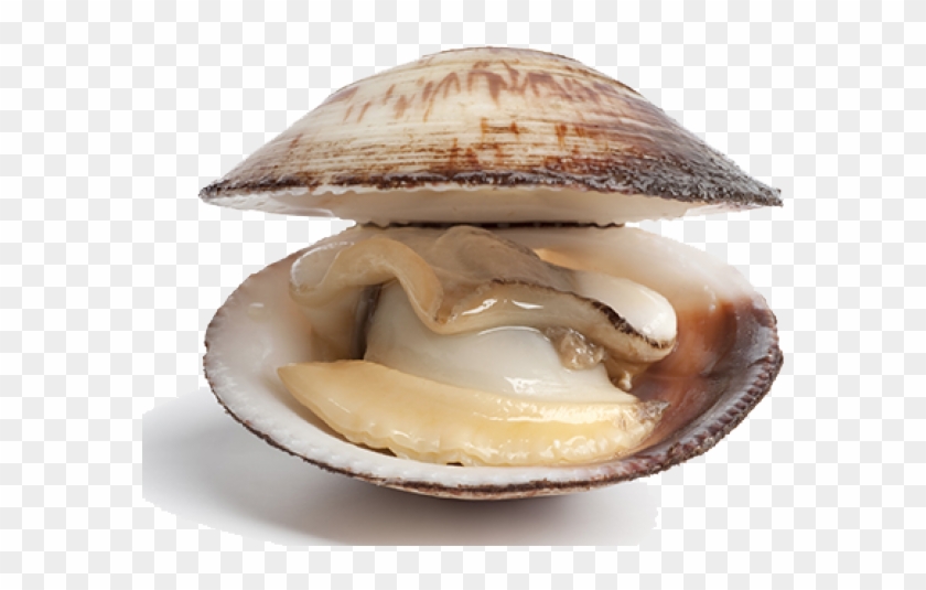Difference Between A Clam Clipart #1637568