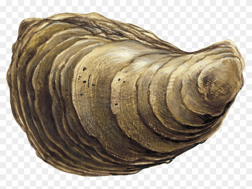 Blue Point Oyster Crassostrea Virginica Sw - Shell Clipart #1637824