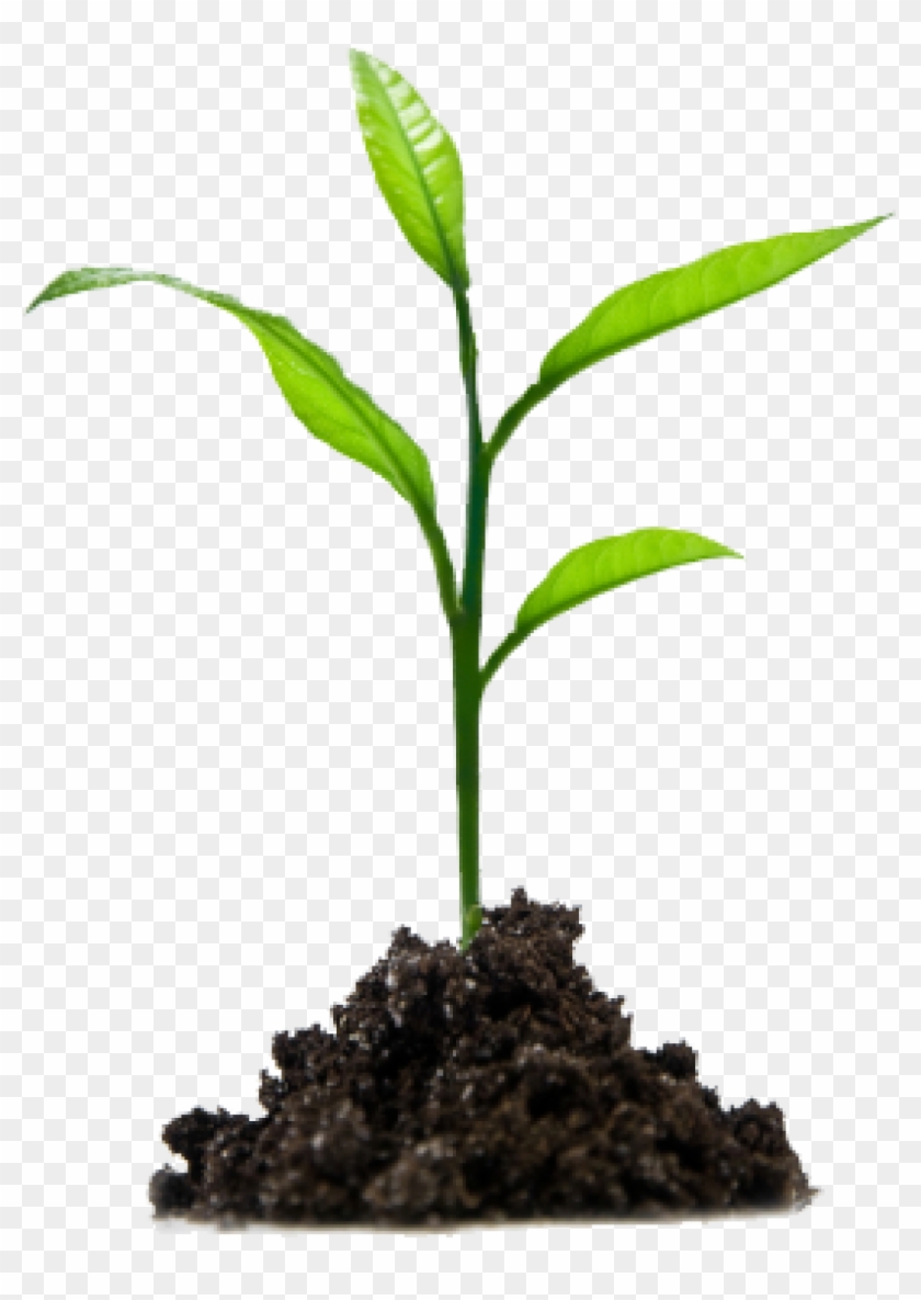 Planting Animal Kid - Growing In Jesus Clipart