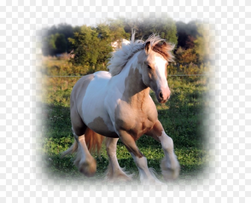 The Gypsy Vanners Of Northern Lights Ranch Are A Combination - Stallion Clipart