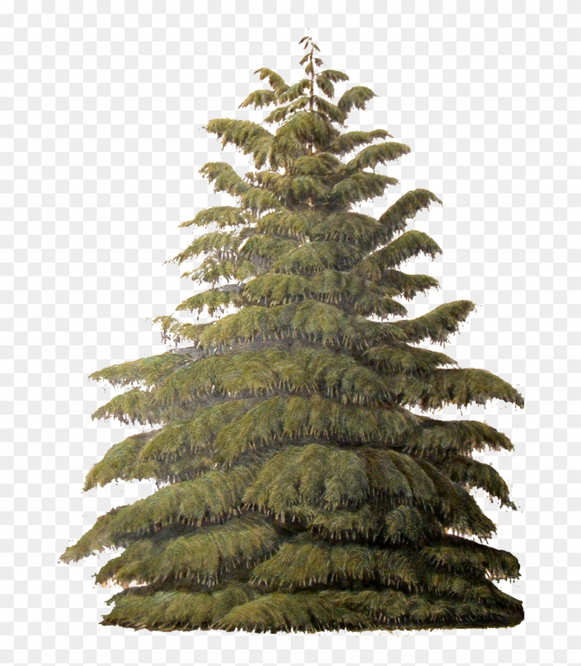 Evergreen, Tree - Sugar Pine Transparent Clipart