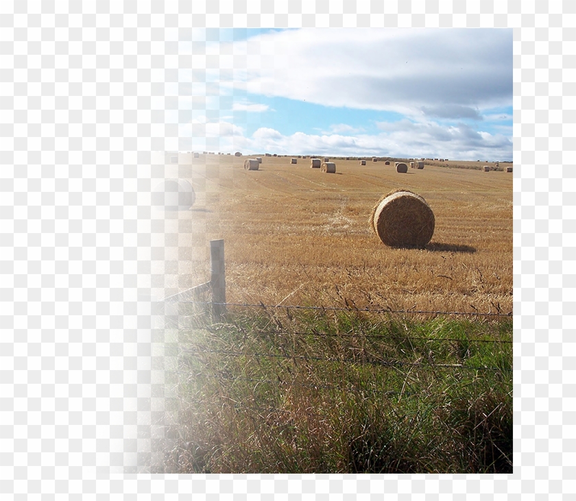 Farming-customers 01 - Grass Clipart #1647061